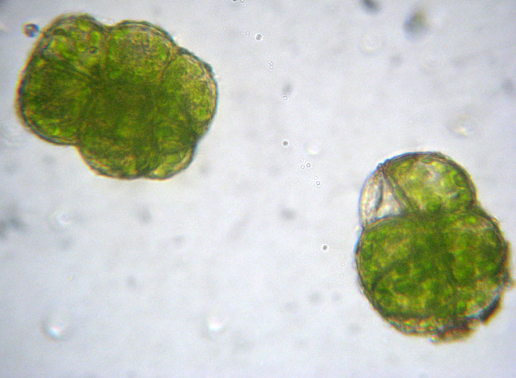 Muschio su tronco: Syntrichia ruralis?